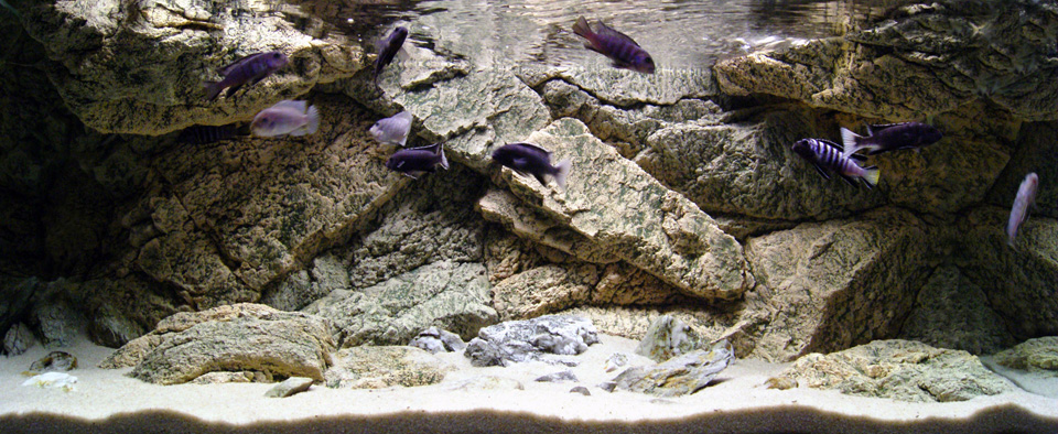kern Blijkbaar Belichamen Rocky 3D aquarium background 120 x 50 cm with cichlids