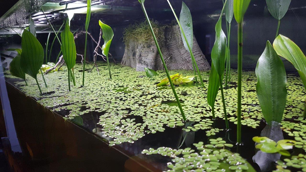 Akvarijní kořen Orinoco
