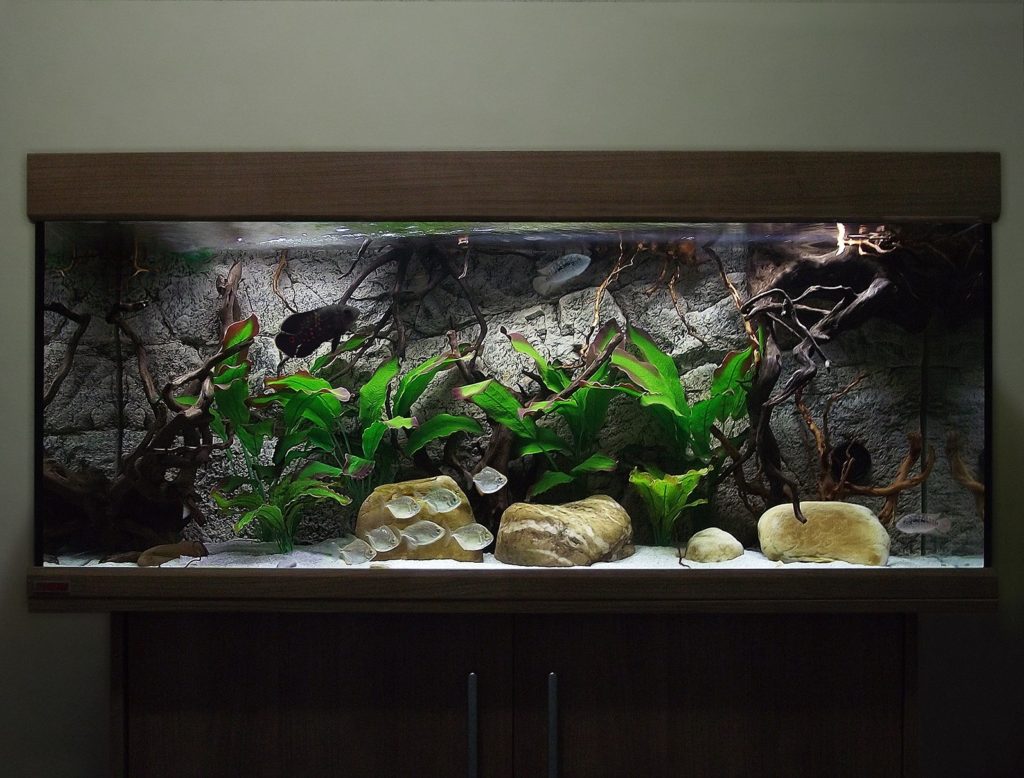 Sumatra background in the aquarium