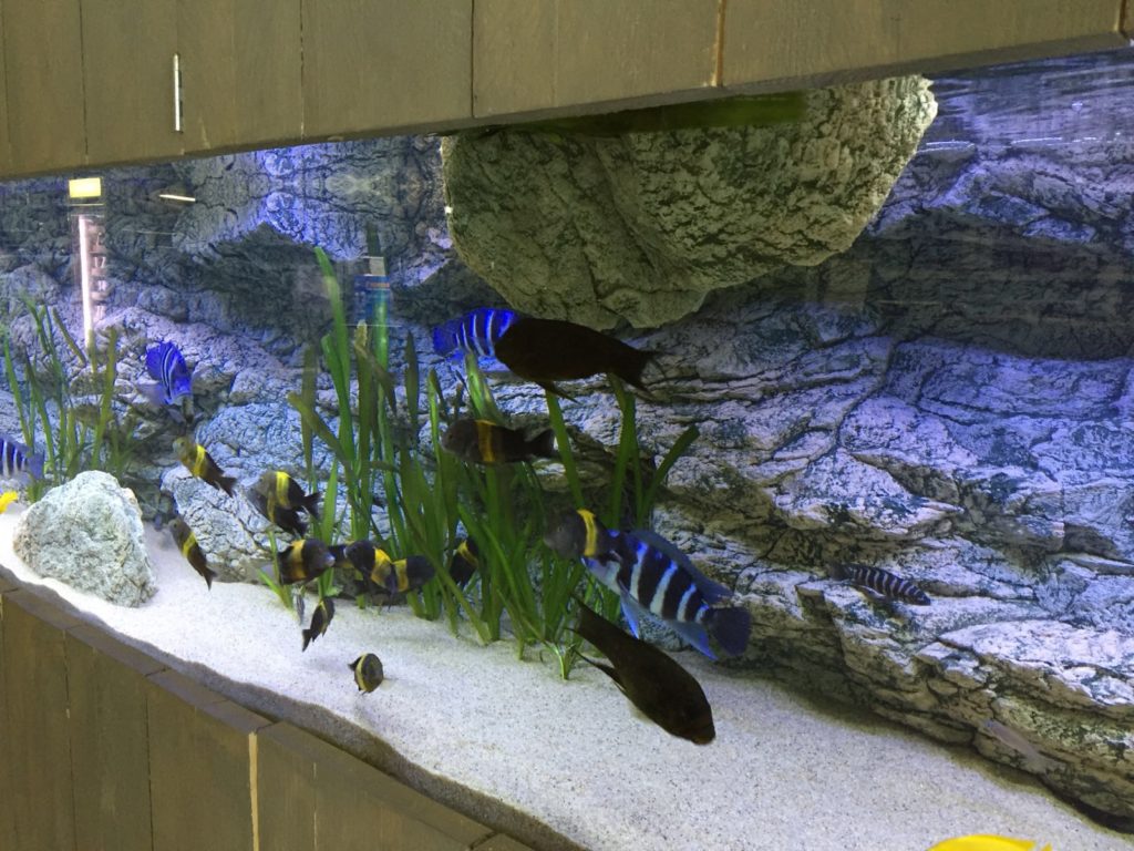 Modules are perfect to add into Tanganyika aquarium