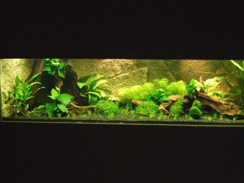 Kerala aquarium background in the Dutch tank