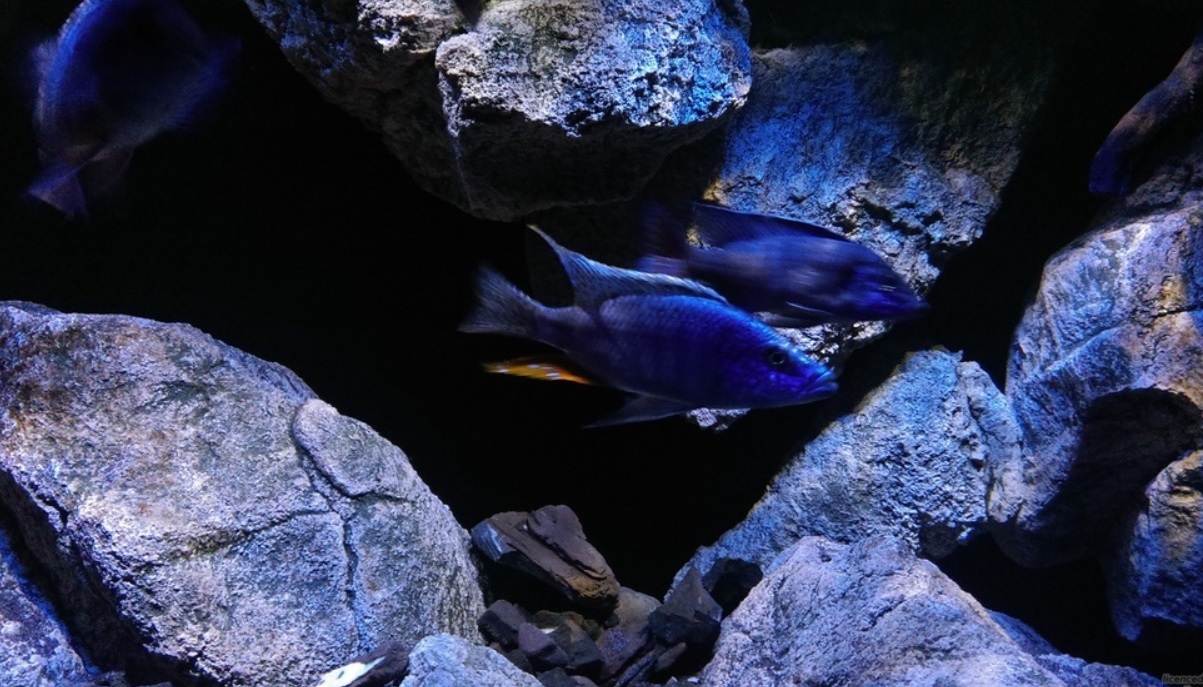 Fisch und Steine im Aquarium