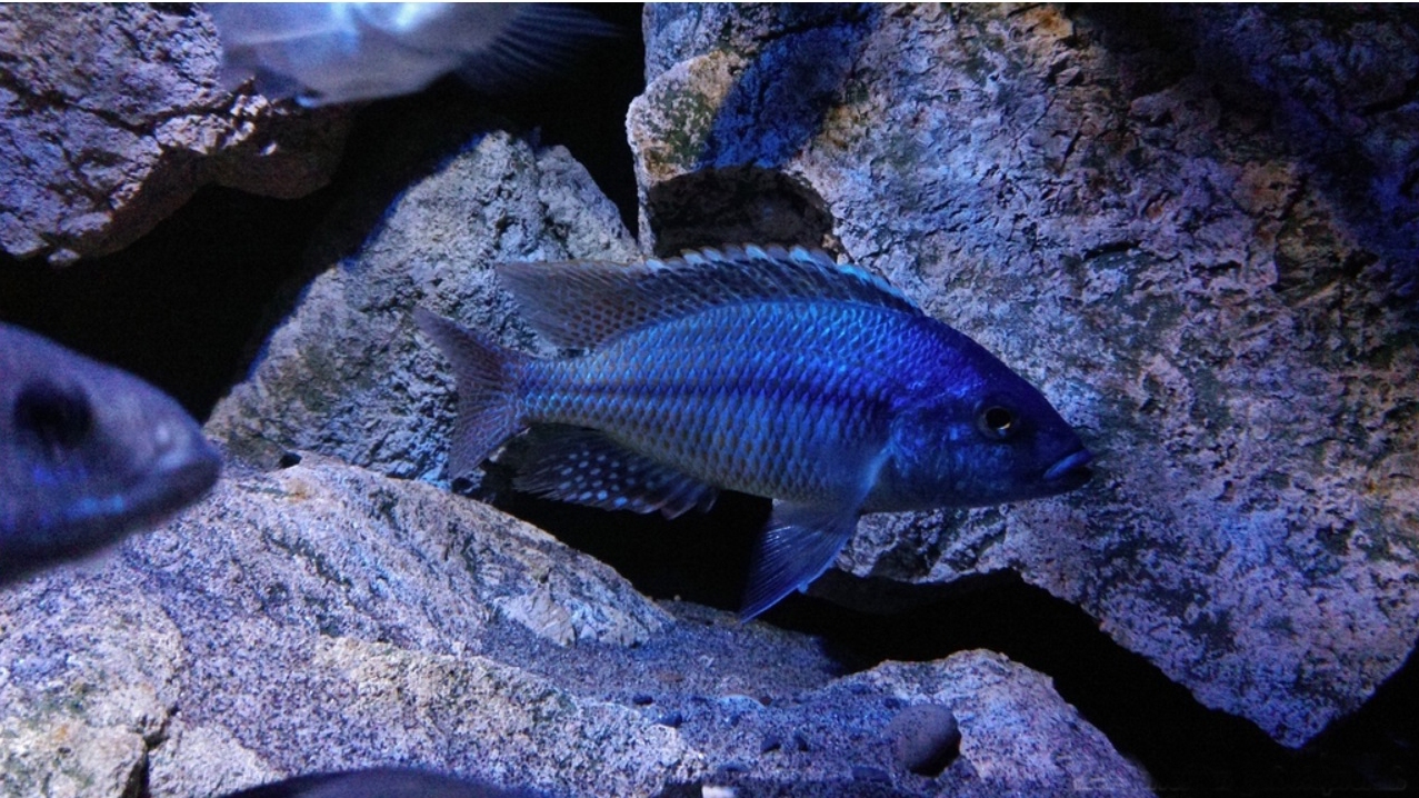 Fisch und Aquarium Felsen