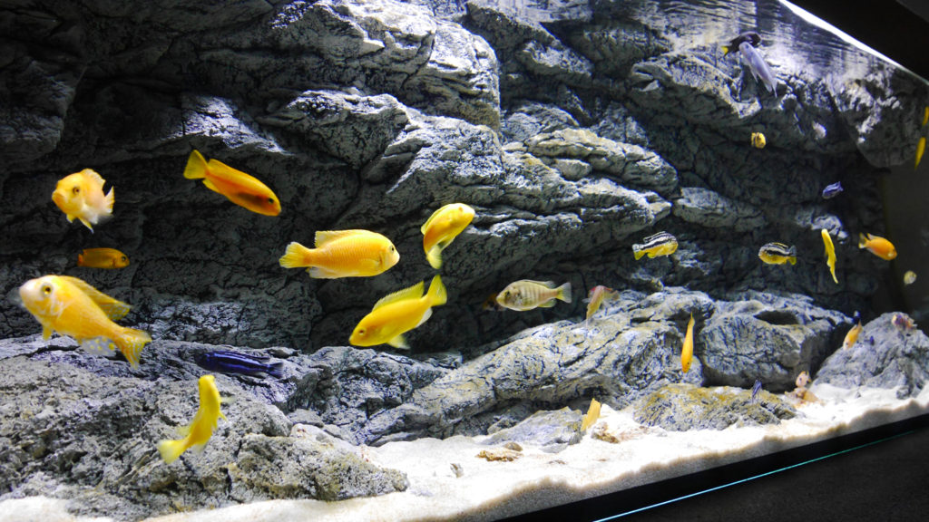 Alimar aquarium background - sideview