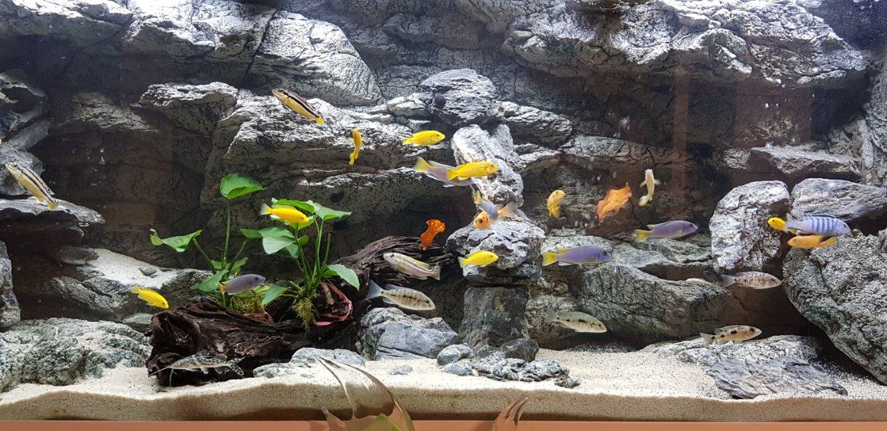 Akvarijní pozadí a kameny v akváriu