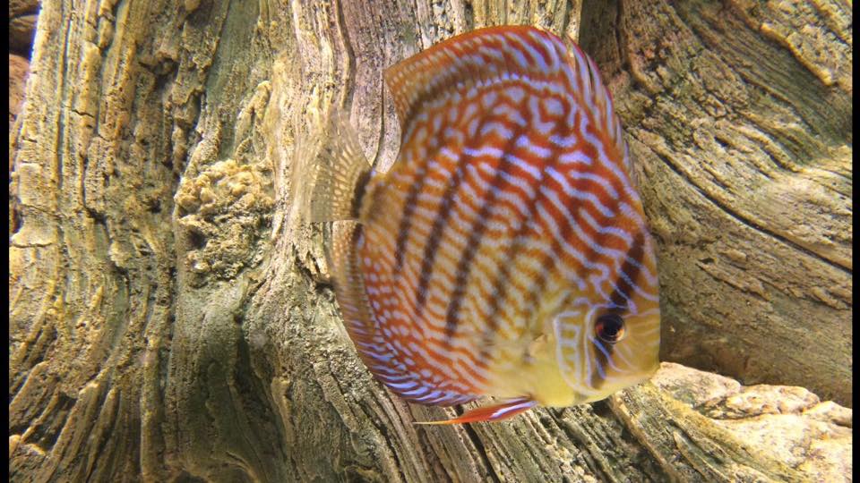 Mooie discus met Amazone aquarium wortel van ASTONE