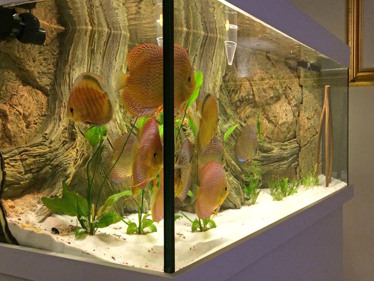 Akvárium Discus Manolo s pozadím Amazonas