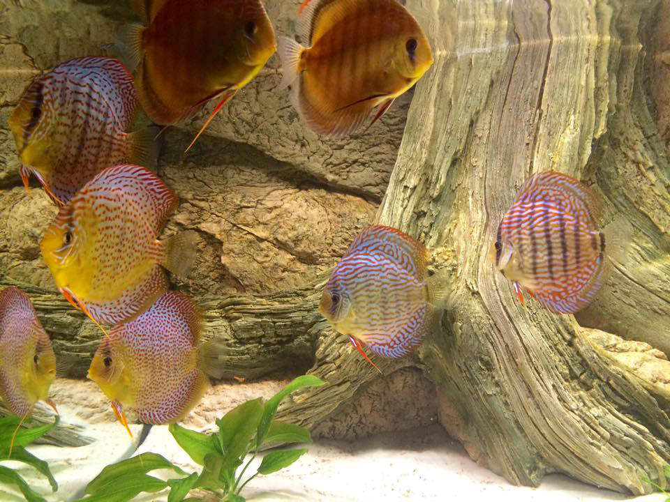 The flock of magical discus
