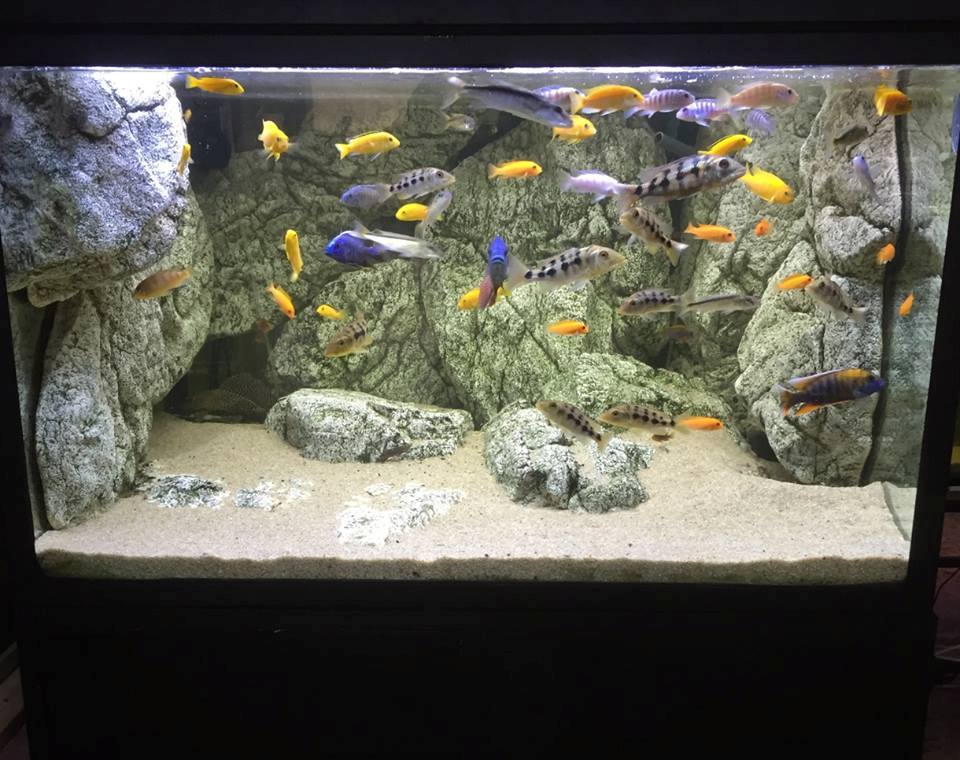 White ARSTONE 3D artificial rocks with cichlids