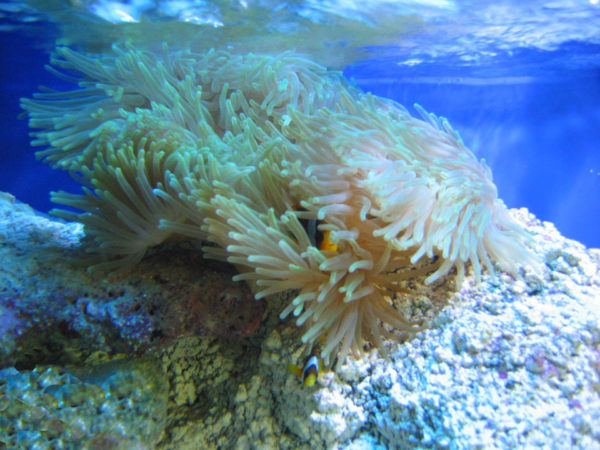 ARSTONE Red Sea pozadí do mořského akvária