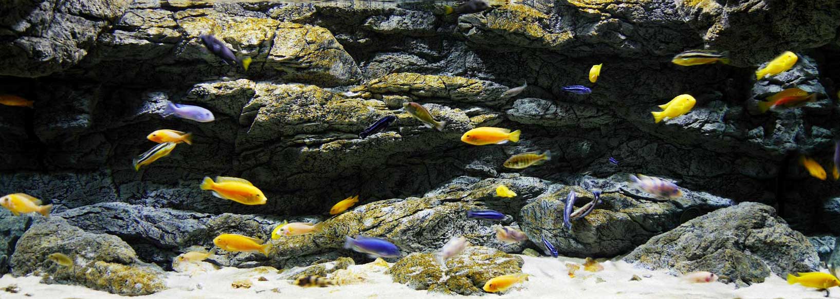 Alimar Aquarium Rückwand mit Cichliden