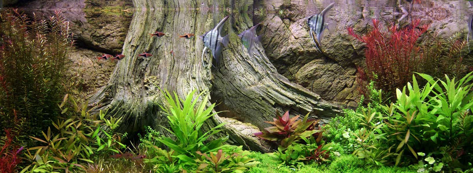 Amazonas background in the aquarium tank