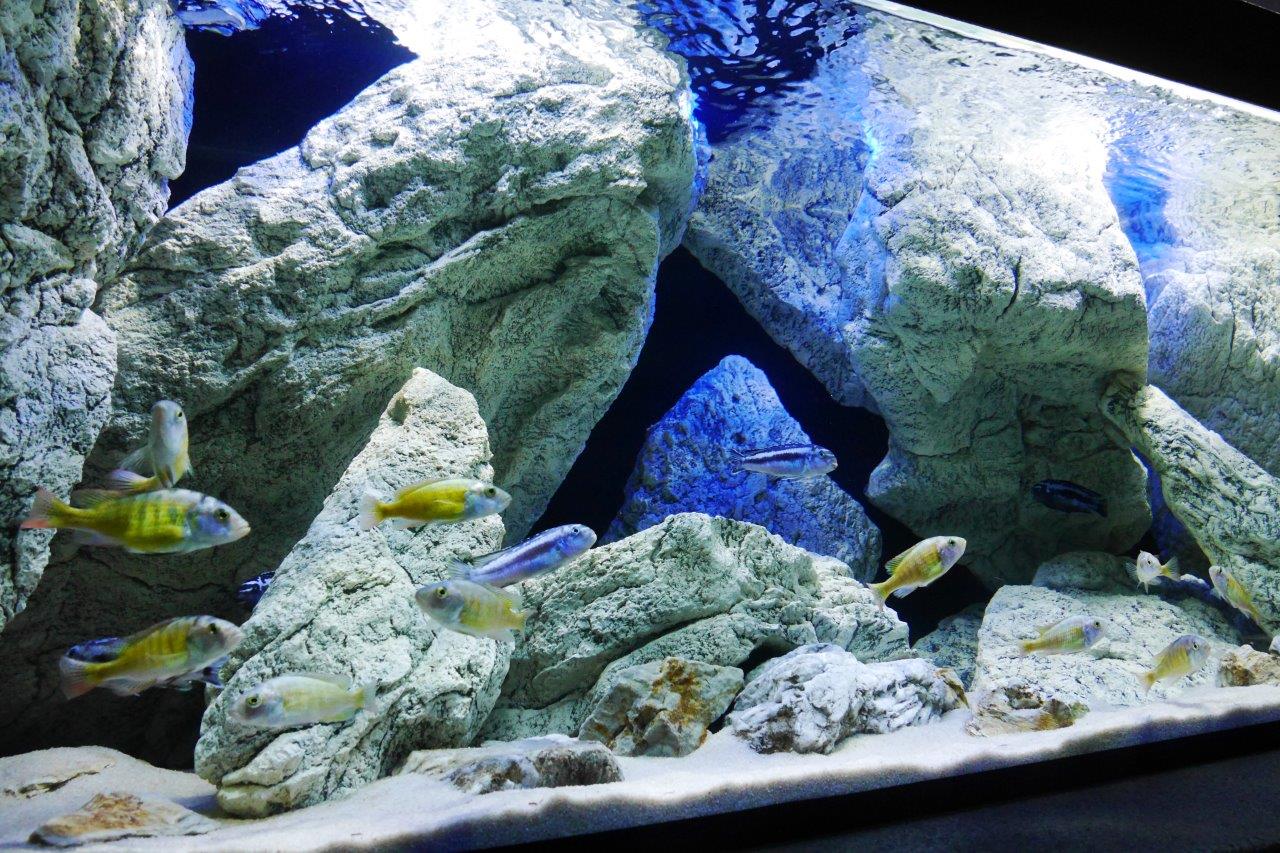 Malawi aquarium mit 3D Felsen