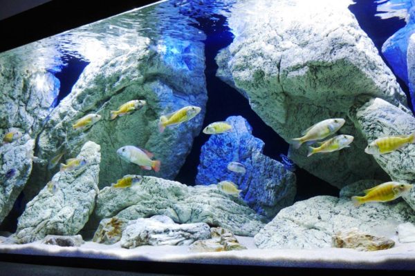 Malawi akvárium s umělými kameny