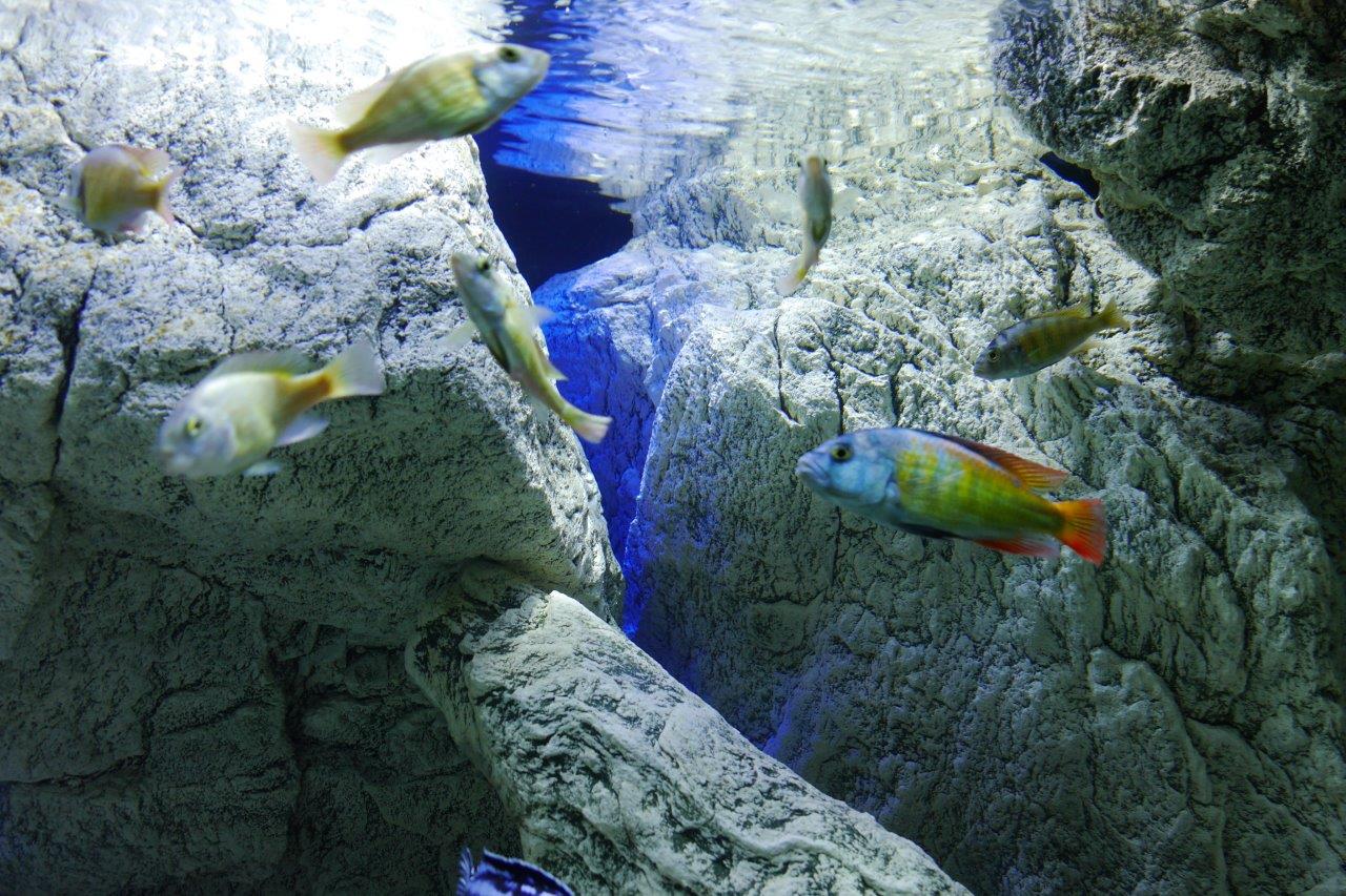 Malawi akvárium s bílými kameny