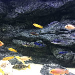 Alimar 3D Aquarium Rückwand von ARSTONE photo review