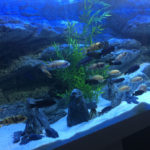 Alimar 3D aquarium background by ARSTONE photo review