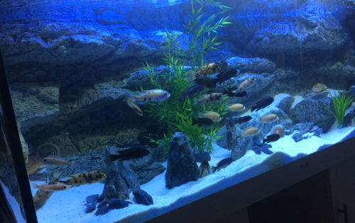 Alimar 3D aquarium background by ARSTONE photo review