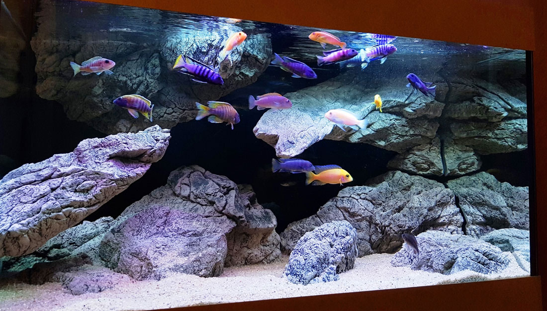 Het apparaat mengsel wakker worden Aquarium modules - ARSTONE aquarium achterwanden