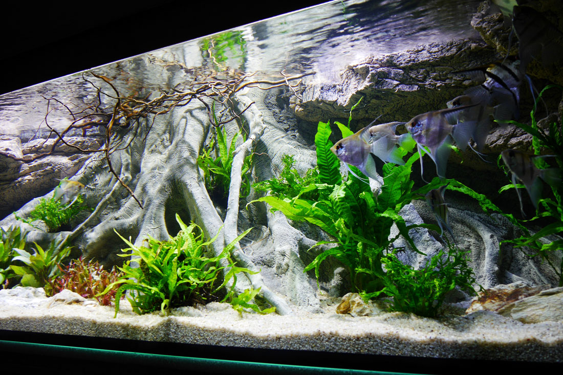 Editor verf vorst Amazone XL 3D wortel aquarium achterwand